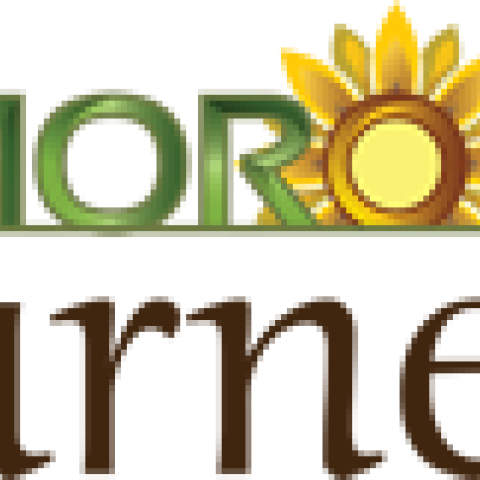 moroil tournesol